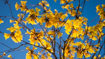 黄钟木、黄花风铃木